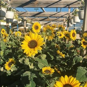 Meet your Posher, Annika